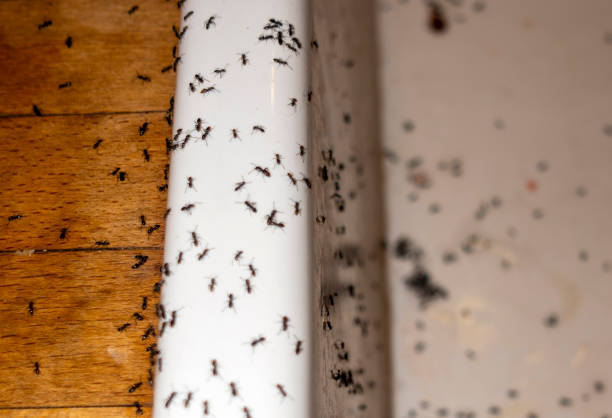 Best Affordable Pest Control Services  in Atherton, CA