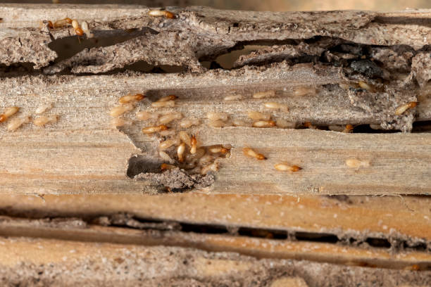 Best Termite Control Services  in Atherton, CA